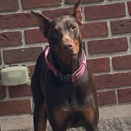 Cleo - Doberman Pinscher