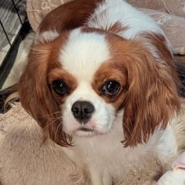 Holli - Cavalier King Charles Spaniel
