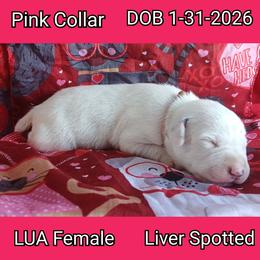 LUA LIVER SPOT GIRL - White and liver brown female Dalmatian puppy in Perry, Michigan from Mid-Michigan Dalmatians