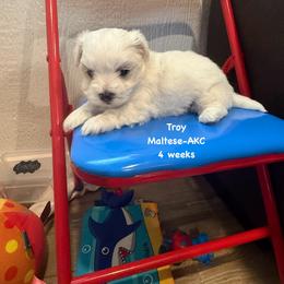 Troy - White male Maltese puppy in Paden, Oklahoma from Logan's Perfect Puppies