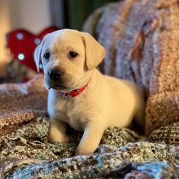 Quiver - Yellow male Labrador Retriever puppy in Sweet Home, Oregon from Knotty Creek Labradors