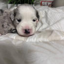 TBD - Blue merle female Miniature Australian Shepherd puppy in Town 'N' Country, Florida from House of Miniature Aussies