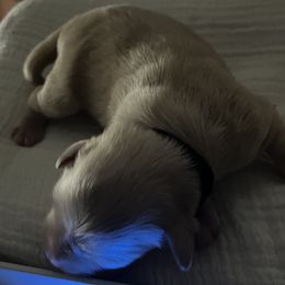 Girl 1-Petie - Miniature Schnauzer puppy in Port Orchard, Washington from Silver Bells Miniature Schnauzers