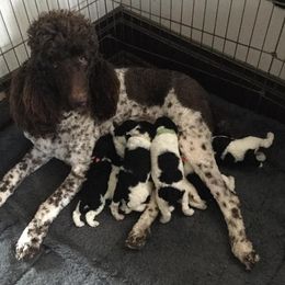 Poodles from Pandemonia Acres