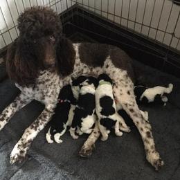 Poodles from Pandemonia Acres