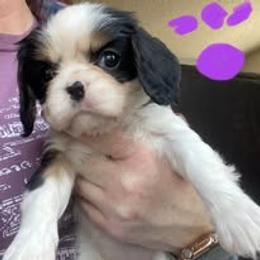 Ms. Purple - Tri-color female Cavalier King Charles Spaniel puppy in Hawley, Colorado from Scofield Cavaliers