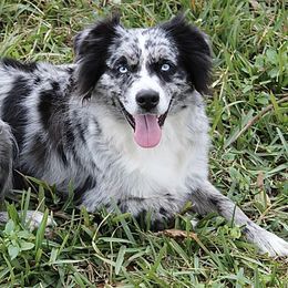 Miniature Australian Shepherd Puppies from Triple Branch Aussies