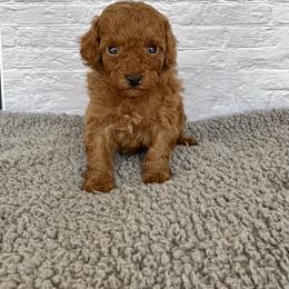 Lucky (AKC) - Red  male Poodle puppy in Riverside, California from Red Toy Poodle World