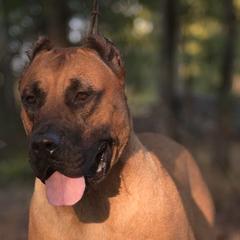 Fasnia - Perro de Presa Canario