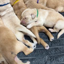 Green Collar - Leo - Light golden male Golden Retriever puppy in Evansville, Wyoming from Pura Vida Golden Retrievers