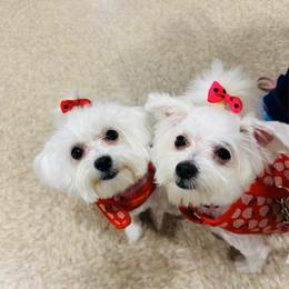 Maltese puppies from Maltese Of Arizona