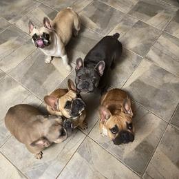French Bulldog All Grown Up from Blueridge Frenchies