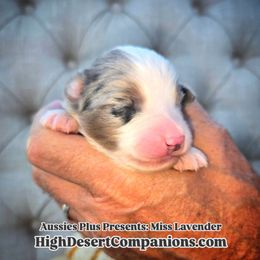 Miss Lavender - Blue merle female Toy Australian Shepherd puppy in Dolan Springs, Arizona from High Desert Companions