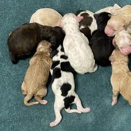 Goldendoodle Puppies from KandE Doodles