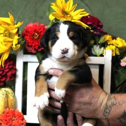Aurora: White Girl - Black, white and red female Greater Swiss Mountain Dog puppy in Rexburg, Idaho from Silver String Swissies