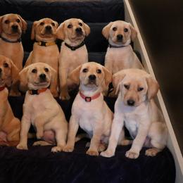 Labrador Retriever Puppies from GocheeLabs