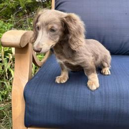 Dachshund Puppies from Vandruff Creek Mini Dachshunds