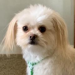 Mi-Kis from Schatzi Mi-Kis