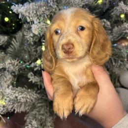 Hope - Cream female Dachshund puppy in Mountain Grove, Missouri from Happy Hounds and More🐾
