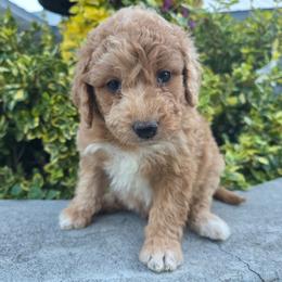 Tennessee - Apricot female Aussiedoodle puppy in Blackfoot, Idaho from Draper Mountain Doodles