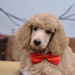 Poodles from Hayes Poodles Champion Bloodline