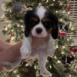 Cavalier King Charles Spaniel Puppies from Ridgefield Cavaliers