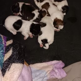 Shih Tzu Puppies from 1st Choyce Puppies