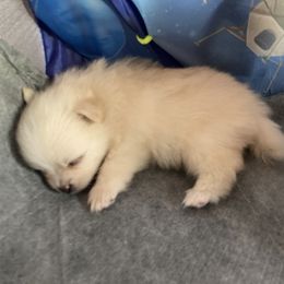 Pomeranian Puppies from Lucky Poms of Los Angeles