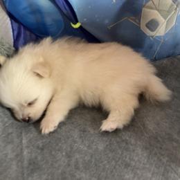 Pomeranian Puppies from Lucky Poms of Los Angeles