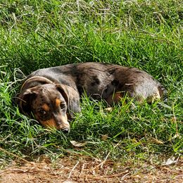 Dachshund puppies from Sweetwater Dachshunds