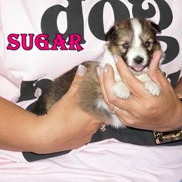 Sugar - Sable and White Girl - Sable & white female Toy Shetland Sheepdog puppy in Frazeysburg, Ohio from Mountain High Kennels