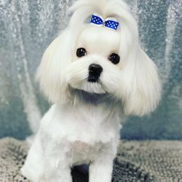 Maltese All Grown Up from Kristy Humphries