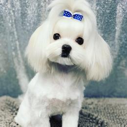 Maltese All Grown Up from Kristy Humphries
