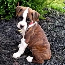 Boxers from Olde Mill Town Boxers