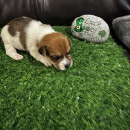 Boy 3 - Brown and white male Jack Russell Terrier puppy in Greeneville, Tennessee from Wampler Jacks