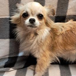 Babi - Chihuahua