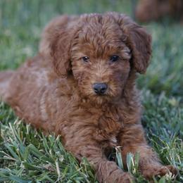 Goldendoodle puppies from Creation Goldedoodles