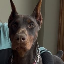 Cali - Doberman Pinscher