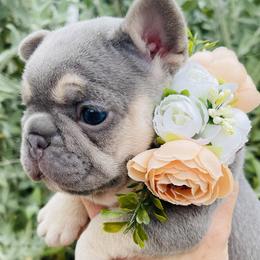 Goldie - French Bulldog puppy in Petaluma, California from Luma Frenchies