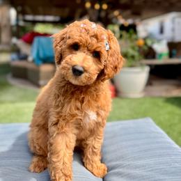 Evie - Red  female Goldendoodle puppy in Los Gatos, California from Willow & Rose Doodles