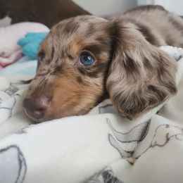 Dachshund Puppies from Dachshundly Perfect
