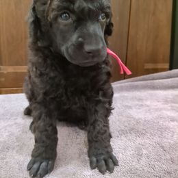 Poplar (girl) - Pink Collar - Blue female Poodle puppy in Tullahoma, Tennessee from Peaceful Valley Poodles