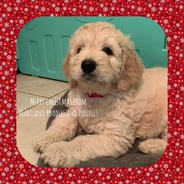 Goldendoodle Puppies from Heartland Poodles and Doodles