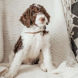 Gunther - Poodle