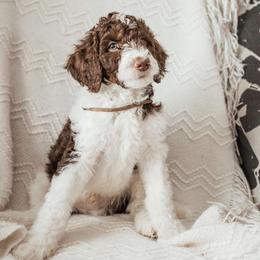 Gunther - Poodle