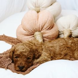 Maple - Red  female Goldendoodle puppy in Georgia from Mother of Golden Doodles