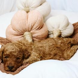 Maple - Red  female Goldendoodle puppy in Georgia from Mother of Golden Doodles