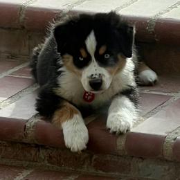 Reigna - Miniature Australian Shepherd