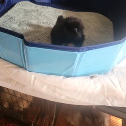 Boy 3 - male Pekingese puppy in Burns, Kansas from Pekingese Dynasty