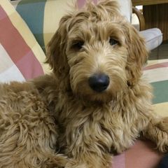 Australian Labradoodles, Bernedoodles, Double Doodles, Goldendoodles, and Poodles from Karlas Pet Rendezvous